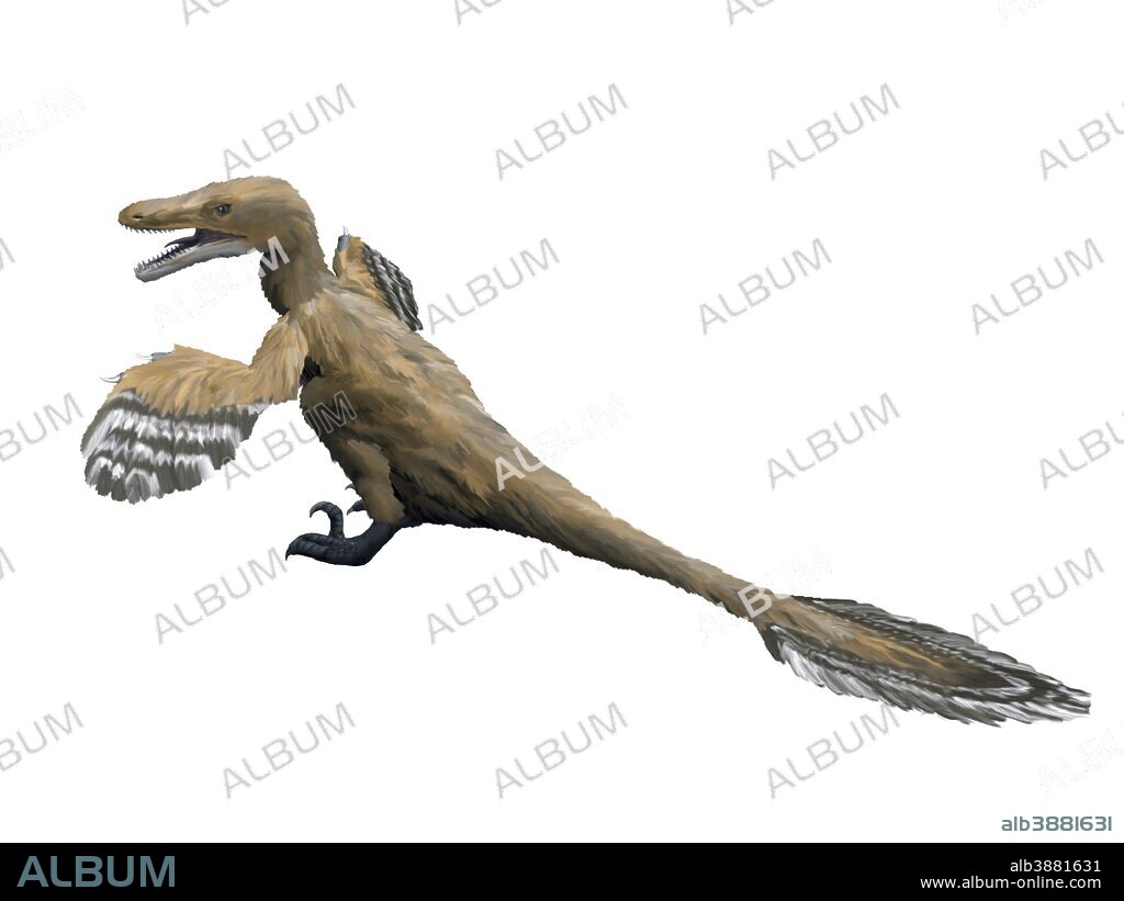 Velociraptor mongoliensis, Late Cretaceous of Mongolia.