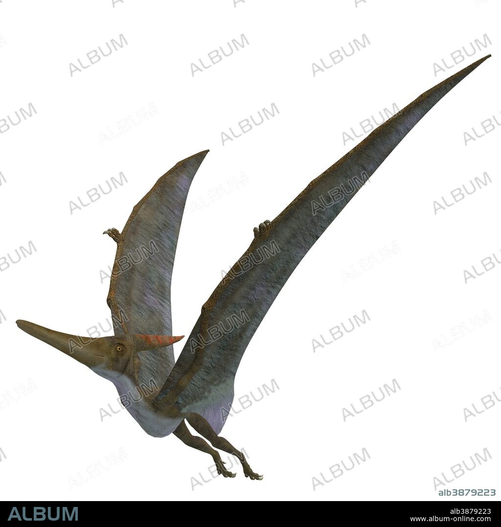 Pteranodon flying reptile on white background. Pteranodon was a flying carnivorous reptile that lived in North America during the Cretaceous Period.