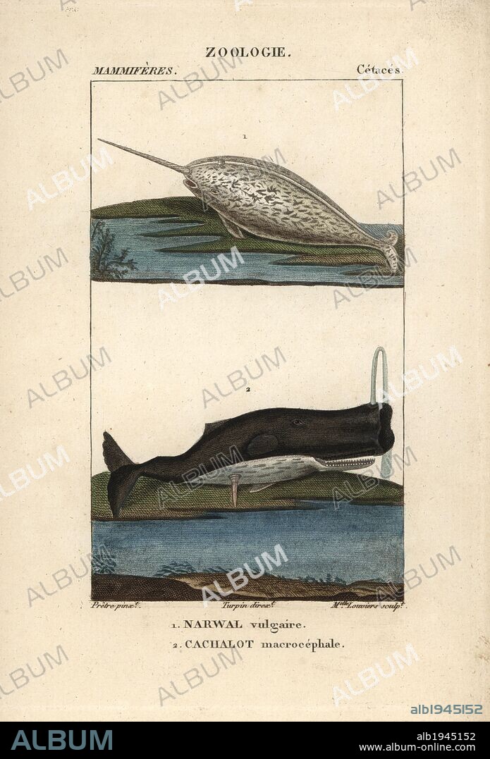 Narwhal or narwhale, Monodon monoceros, and sperm whale, Physeter macrocephalus (vulnerable). Handcoloured copperplate stipple engraving from Frederic Cuvier's "Dictionary of Natural Science: Mammals," Paris, France, 1816. Illustration by J. G. Pretre, engraved by Miss Louviere, directed by Pierre Jean-Francois Turpin, and published by F.G. Levrault. Jean Gabriel Pretre (1780~1845) was painter of natural history at Empress Josephine's zoo and later became artist to the Museum of Natural History. Turpin (1775-1840) is considered one of the greatest French botanical illustrators of the 19th century.