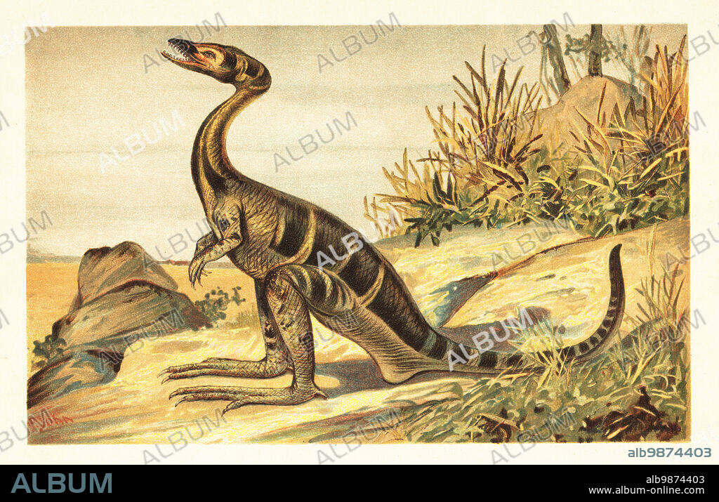 Compsognathus longipes, extinct species of small, bipedal, carnivorous theropod dinosaur of the Tithonian, Late Jurassic. Compsognathus longipes Wagner. (Zierschnabel). Colour printed illustration by F. John from Wilhelm Bolsches Tiere der Urwelt (Animals of the Prehistoric World), Reichardt Cocoa company, Hamburg, 1908.