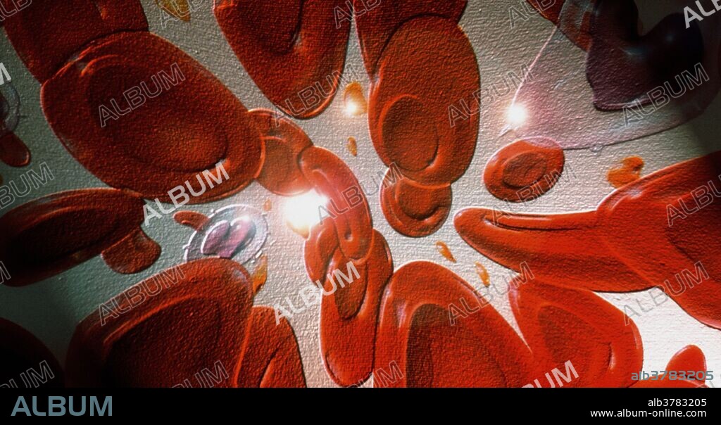 Red and white blood cells. Illustration of red blood cells (erythrocytes red) and white blood cells (leucocytes pale pink & purple). Red blood cells are biconcave disc-shaped cells which transport oxygen around the body. Their red color comes from the oxygen-carrying protein hemoglobin. White blood cells are active in the body's immune response to infection.