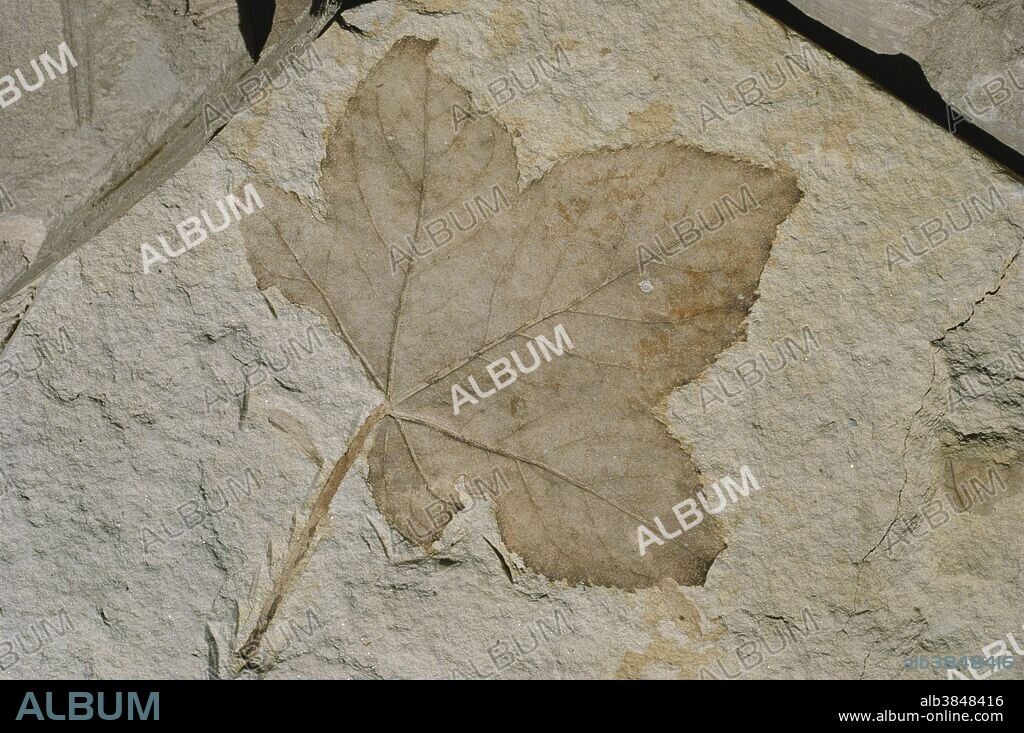 Fossil sweetgum leaf (Liquidambar pachyphyllum) from the Clarkia Fossil Bowl, a Miocene Epoch lake bed deposit in northern Idaho.  Some of the best fossil leaf preservation in the world is found here.  This fossil is 2.25".