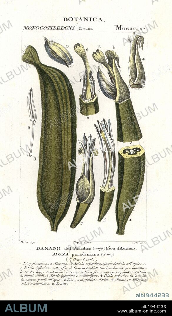 Banana fruit, segment. Musa acuminata. Handcoloured copperplate stipple engraving from Antoine Jussieu's "Dictionary of Natural Science," Florence, Italy, 1837. Illustration by J. G. Pretre, engraved by Corsi, directed by Pierre Jean-Francois Turpin, and published by Batelli e Figli. Jean Gabriel Pretre (1780~1845) was painter of natural history at Empress Josephine's zoo and later became artist to the Museum of Natural History. Turpin (1775-1840) is considered one of the greatest French botanical illustrators of the 19th century.