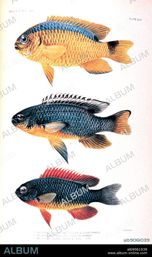 Illustration from 'The Fishes of Samoa' by David Starr Jordan (1851-1931) and Alvin Seale (1871-1958). Dated 20th Century.