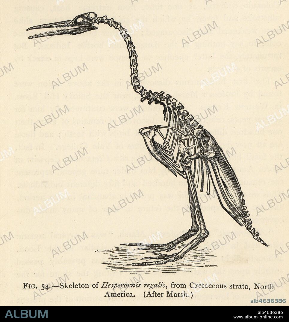 Skeleton of Hesperornis regalis, from Cretaceous strata, North America. After Othniel Charles Marsh. Engraving from Henry Neville Hutchinsons Creatures of Other Days, Popular Studies in Palaeontology, Chapman and Hall, London, 1896.