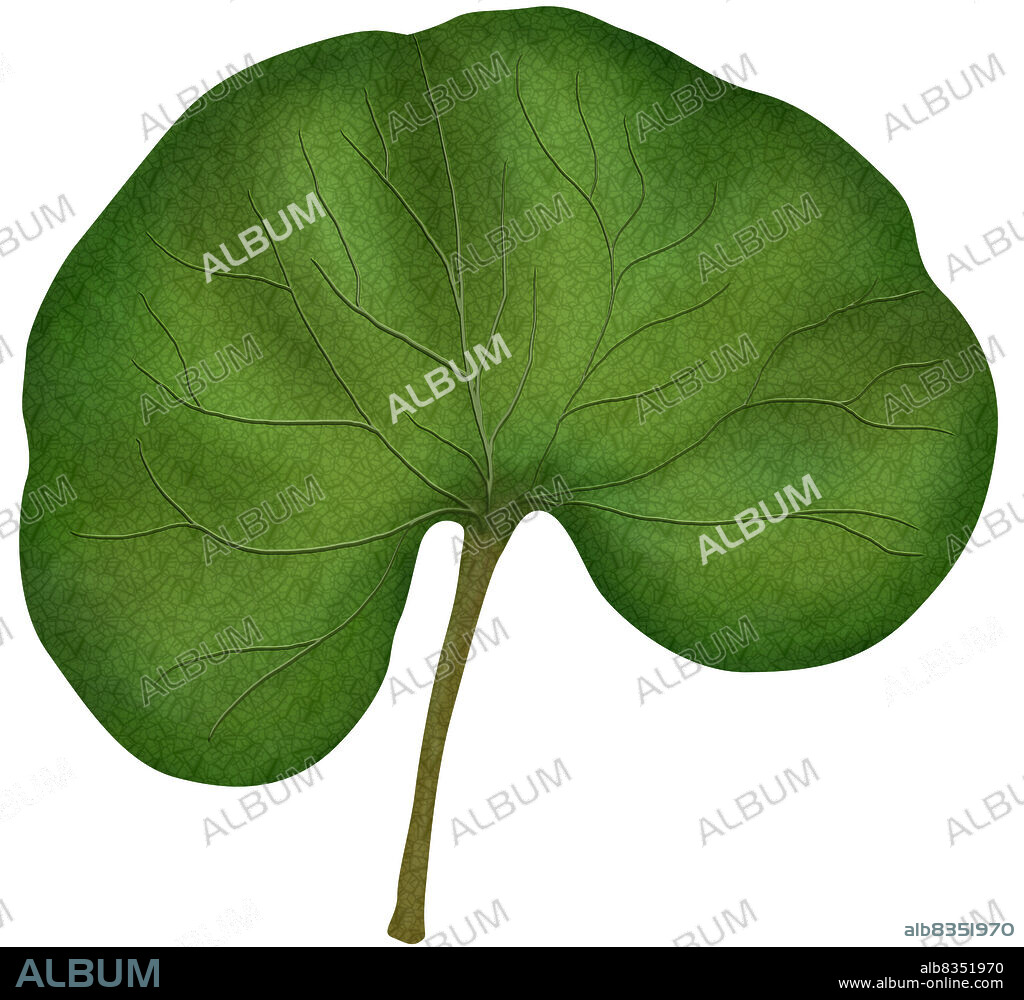 Simple leaf with a kidney-shaped blade.