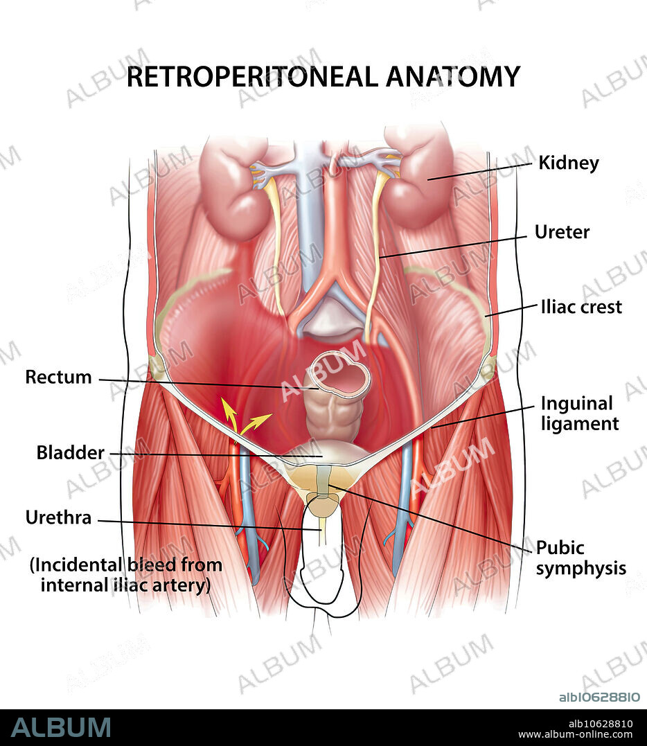 Retroperitoneal anatomy, Illustration