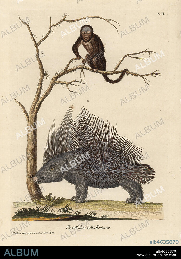 Brazilian bearded monkey species and crested porcupine, Hystrix cristata. Le petit marmot siflant du Bresil, Cercopithecus barbatus, un porc epic d'Afrique). Handcoloured copperplate engraving after an illustration from nature by Christian Leinberger from Georg Wolfgang Knorr's Deliciae Naturae Selectae of Kabinet van Zeldzaamheden der Natuur, Blusse and Son, Nuremberg, 1771. Specimens from a Wunderkammer or Cabinet of Curiosities owned by P.L. Muller.