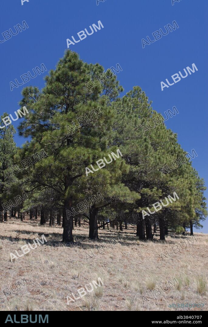 Pine trees in Arizona high desert near the Grand Canyon (+/- 5,000ft) with tree trunks showing signs of fire.