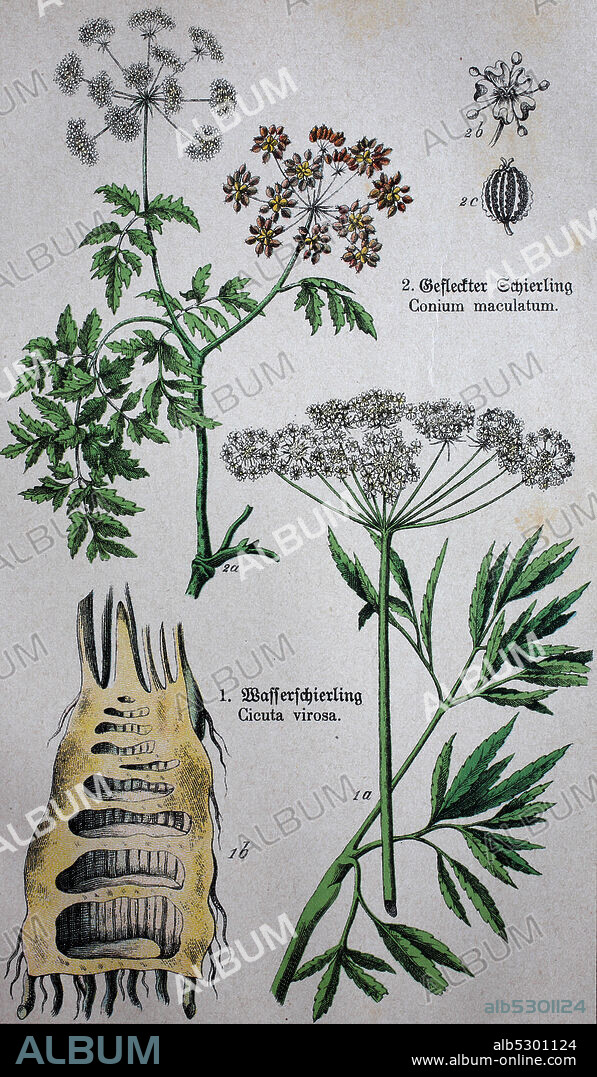 poisonous Apiaceae or Umbelliferae, Cicuta virosa, the cowbane or northern water hemlock, Conium maculatum, the hemlock or poison hemlock  /  giftige Apiaceae oder Umbelliferae, Cicuta virosa, der Kuhbann oder die nördliche Wasser-Hemlocktanne, Conium maculatum, die Hemlocktanne oder die Gift-Hemlocktanne, Historisch, digital improved reproduction of an original from the 19th century / digitale Reproduktion einer Originalvorlage aus dem 19. Jahrhundert,.