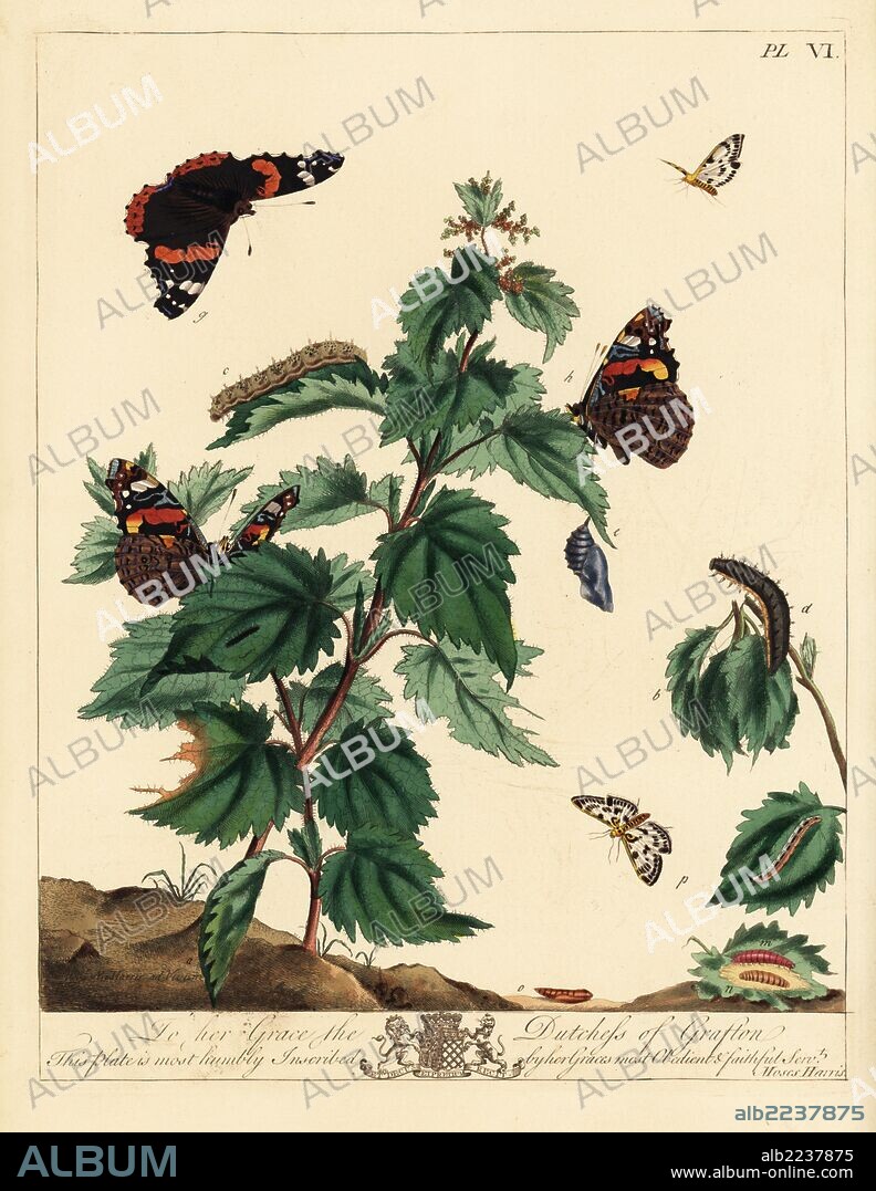 Red admiral, Vanessa atalanta, and small magpie moth, Anania hortulata, feeding on mint leaves. Handcoloured lithograph after an illustration by Moses Harris from "The Aurelian; a Natural History of English Moths and Butterflies," new edition edited by J. O. Westwood, published by Henry Bohn, London, 1840.