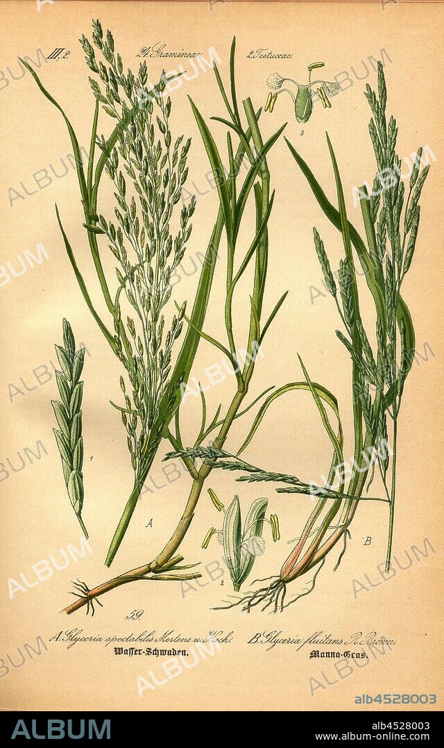Water swaths and manna grass, A: Glyceria spectabilis Mertens and Koch - Water Swaths, B: Glyceria fluitans R. Brown - Mannagras, Floating Grasses, Family: 24. Gramineae, 2. Festucaceae Grasses, Fescue Grasses, Date Estimate, Plate 59, to p. 132 (vol. 1), 1886, Otto Wilhelm Thomé: Prof. Dr. Thomé's Flora von Deutschland, Österreich und der Schweiz in Wort und Bild. Gera-Untermhaus: Verlag von Fr. Eugen Köhler, [1886].