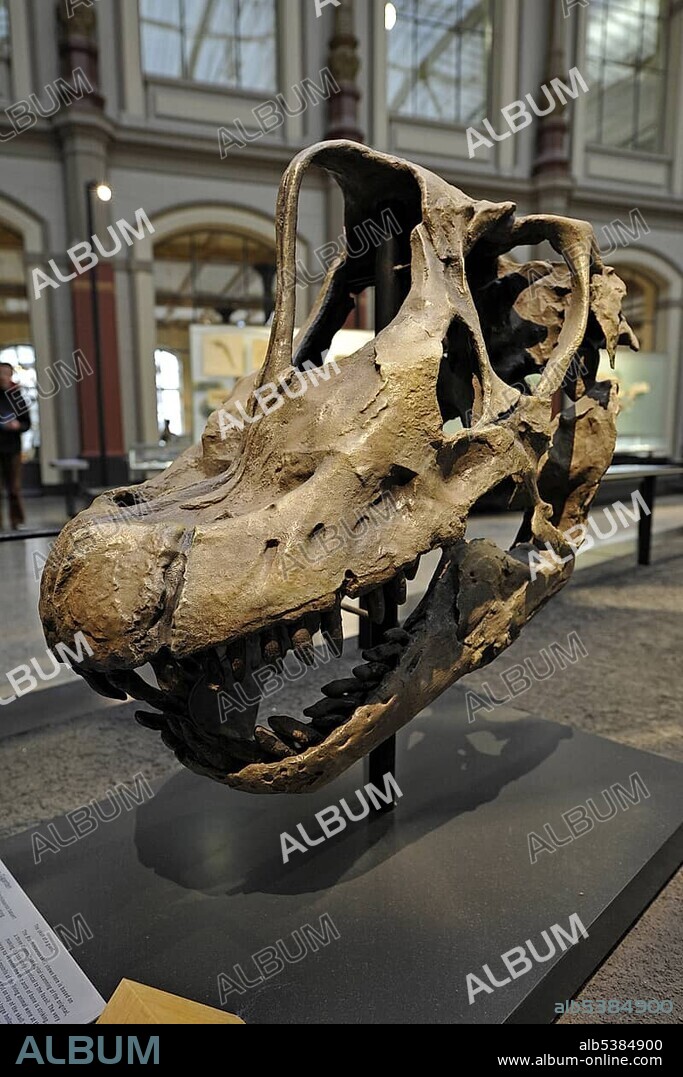 Skull of a Brachiosaurus brancai, Museum fuer Naturkunde, Natural History Museum, Berlin, Germany, Europe