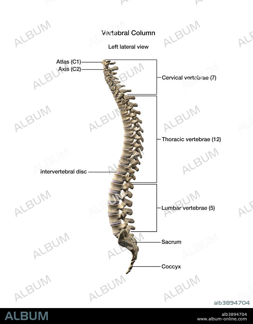 Human vertebral column with labels.