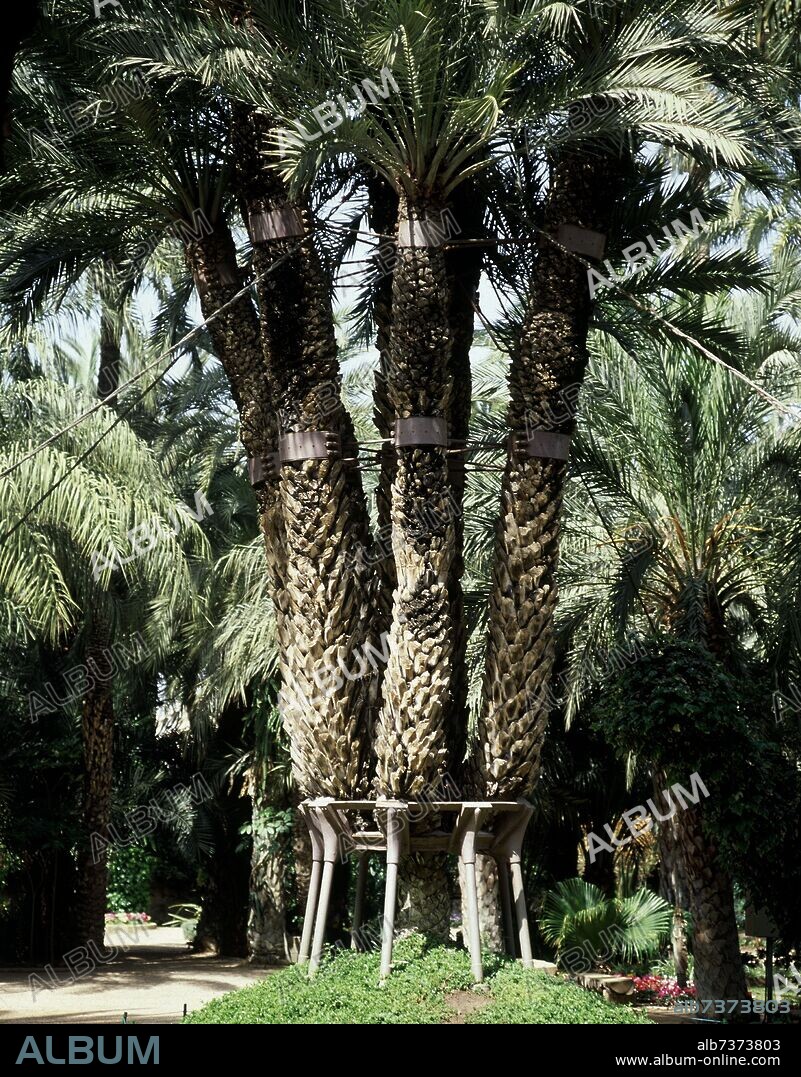 PALMERA DE SEIS BRAZOS.