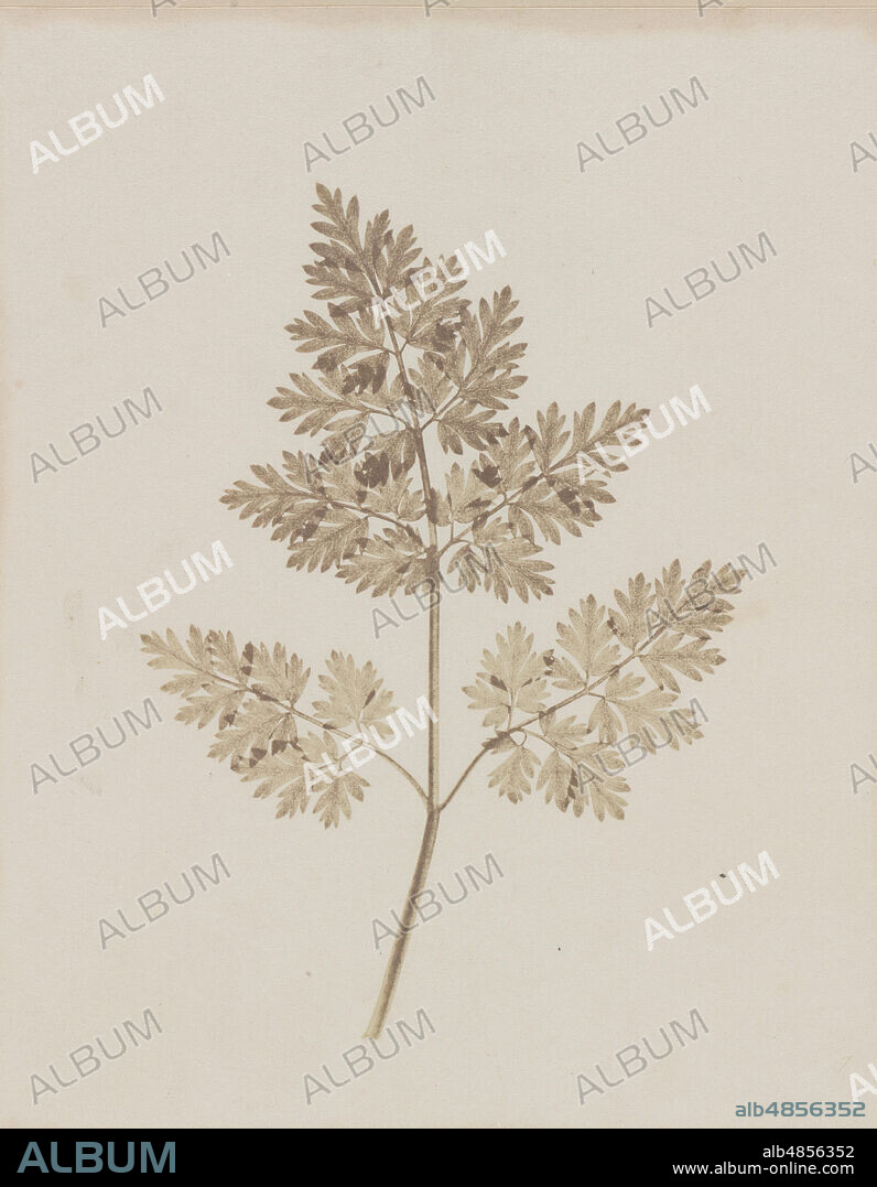 WILLIAM HENRY FOX TALBOT. Leaf of a Plant, before February 14, 1844.