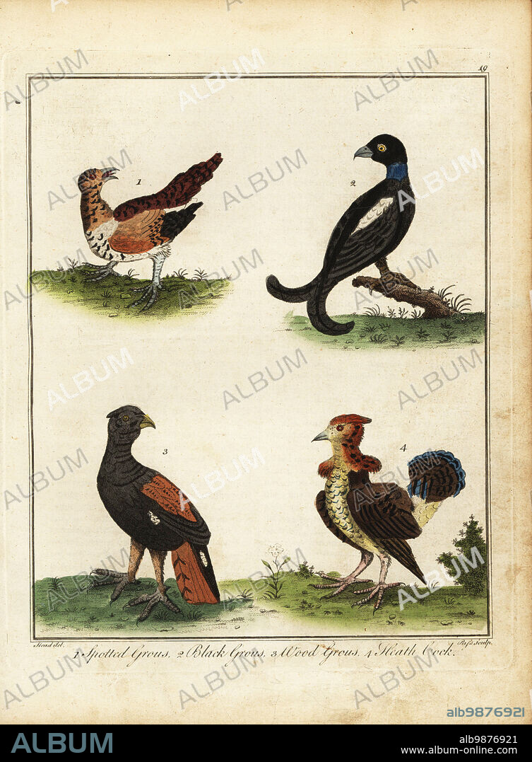 Game birds: spotted grouse, Tetrao hybridus 1, black grouse, Lyrurus tetrix 2, wood grouse, Tetrao urogallus 3 and heath cock 4. Handcoloured copperplate engraving by J. Pass after an illustration by J. Stead from William Augustus Osbaldistons The British Sportsman, or Nobleman, Gentleman and Farmers Dictionary of Recreation and Amusement, J. Stead, London, 1792.