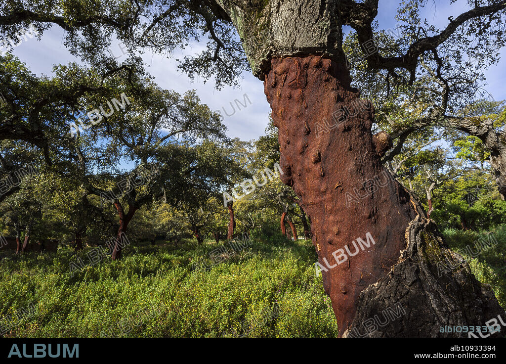 cork oaks with the harvested cork (Quercus suber), Alájar, Huelva, Andalusia, Spain.