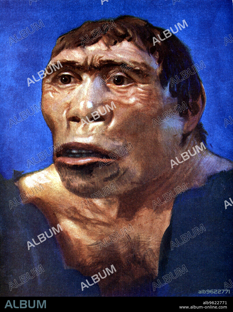 'Java Man' (Pithecanthropus erectus). Reconstruction based on a skull cap, thigh bone and two back teeth discovered in Pliocene fossil beds in Trinil, Central Java, by Dr Eugene Dubois in 1894. Dubois believed his discovery represented the 'missing link' in man's evolution from apes.