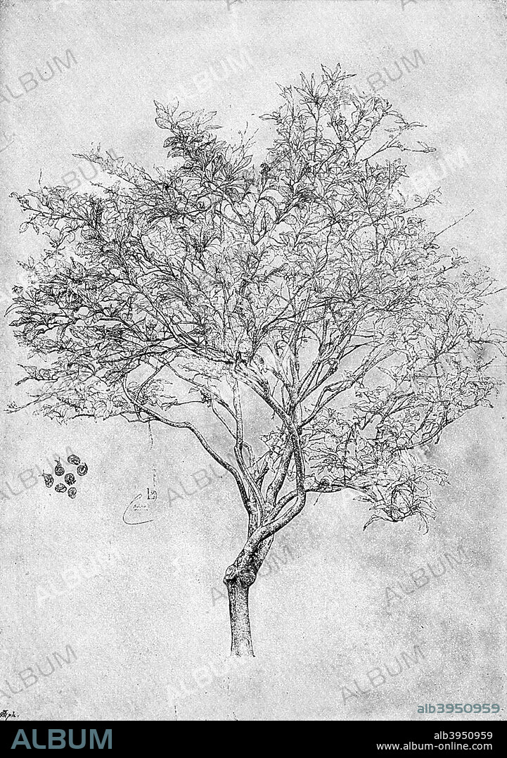 Study of a lemon tree, 1899. By Lord Leighton PRA, from The life of Lord Leighton. A print from The Magazine of Art, Cassell and Company, Limited, 1899.