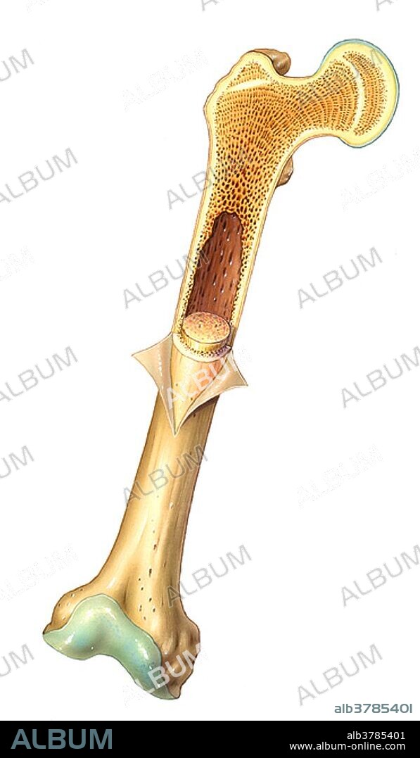 Illustrated cross section of a human femur bone.