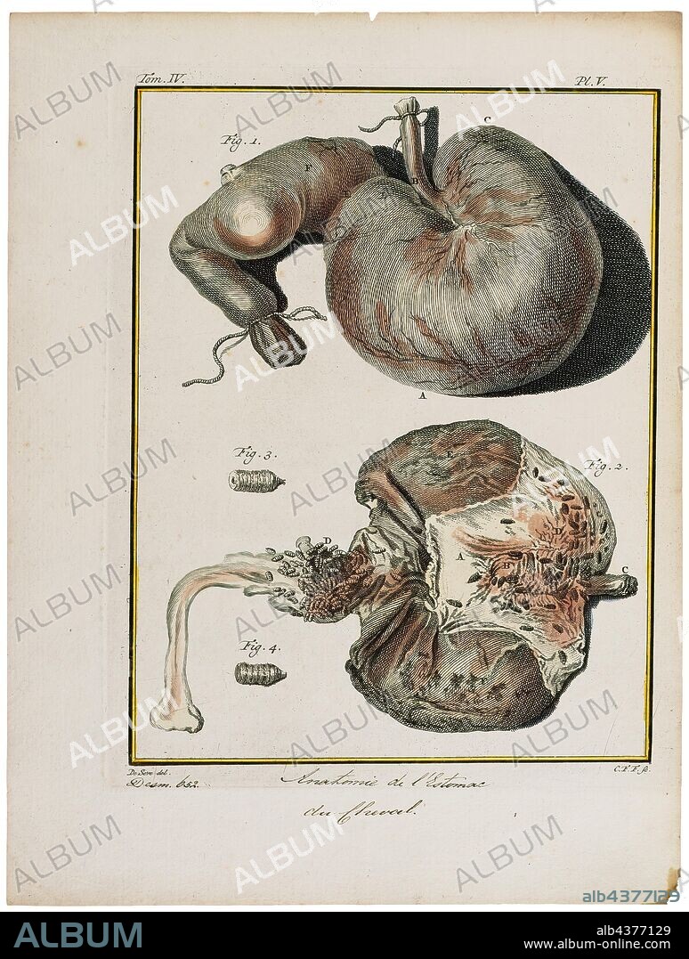 Equus caballus, Print, The horse (Equus ferus caballus) is one of two extant subspecies of Equus ferus. It is an odd-toed ungulate mammal belonging to the taxonomic family Equidae. The horse has evolved over the past 45 to 55 million years from a small multi-toed creature, Eohippus, into the large, single-toed animal of today. Humans began domesticating horses around 4000 BC, and their domestication is believed to have been widespread by 3000 BC. Horses in the subspecies caballus are domesticated, although some domesticated populations live in the wild as feral horses. These feral populations are not true wild horses, as this term is used to describe horses that have never been domesticated, such as the endangered Przewalski's horse, a separate subspecies, and the only remaining true wild horse. There is an extensive, specialized vocabulary used to describe equine-related concepts, covering everything from anatomy to life stages, size, colors, markings, breeds, locomotion, and behavior., stomach.