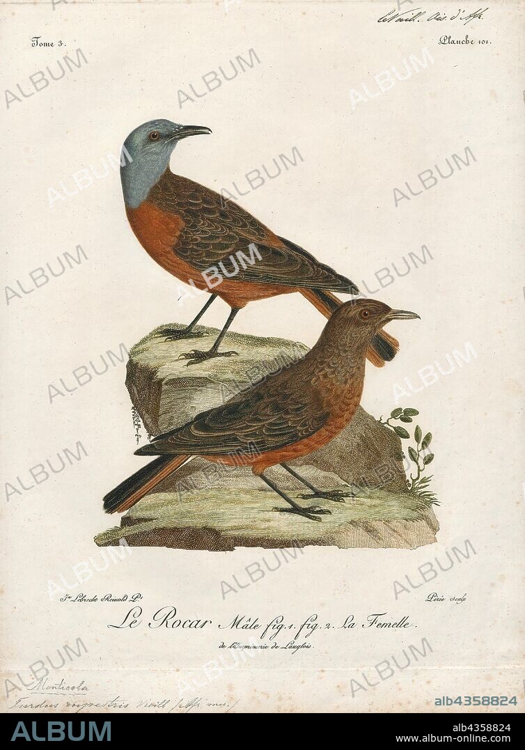 Turdus rupestris, Print, True thrush, True thrushes are medium-sized mostly insectivorous or omnivorous birds in the genus Turdus of the wider thrush family, Turdidae. The genus name Turdus is Latin for "thrush". The term "thrush" is used for many other birds of the family Turdidae as well as for a number of species belonging to several other families., 1796-1808.