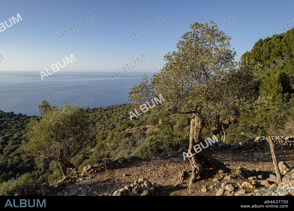 olivar de Son Rullan, Deia, Mallorca, Balearic Islands, Spain.