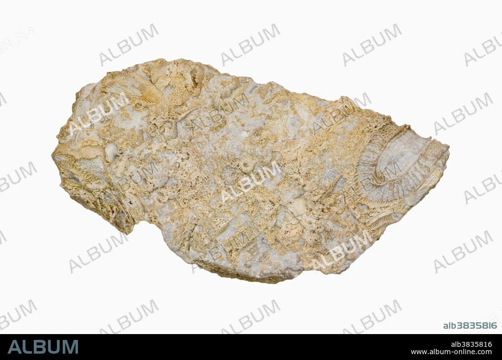 Archaeocyathid fossils. Archaeocyathids were important reef-building organisms in the early Cambrian Period. Sample courtesy of Perkins Museum of Geology, University of Vermont.