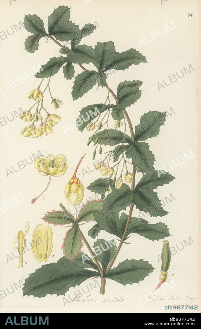 Indian barberry, mara manjal, chutro, sumbal, tree turmeric, or aristate barberry, Berberis aristata. Native to the Himalayas, seeds sent by Dr Nathaniel Wallich from Nepal, used in Ayurveda traditional medicine. Handcoloured copperplate engraving by Joseph Swan after a botanical illustration by William Jackson Hooker from his Exotic Flora, William Blackwood, Edinburgh, 1823-27.