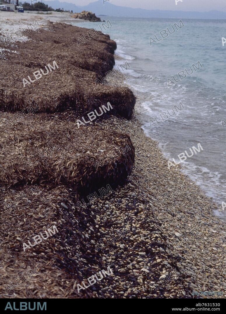 NORTE DE DENIA-ORILLA DE LA PLAYA CON MONTONES DE ALGAS.