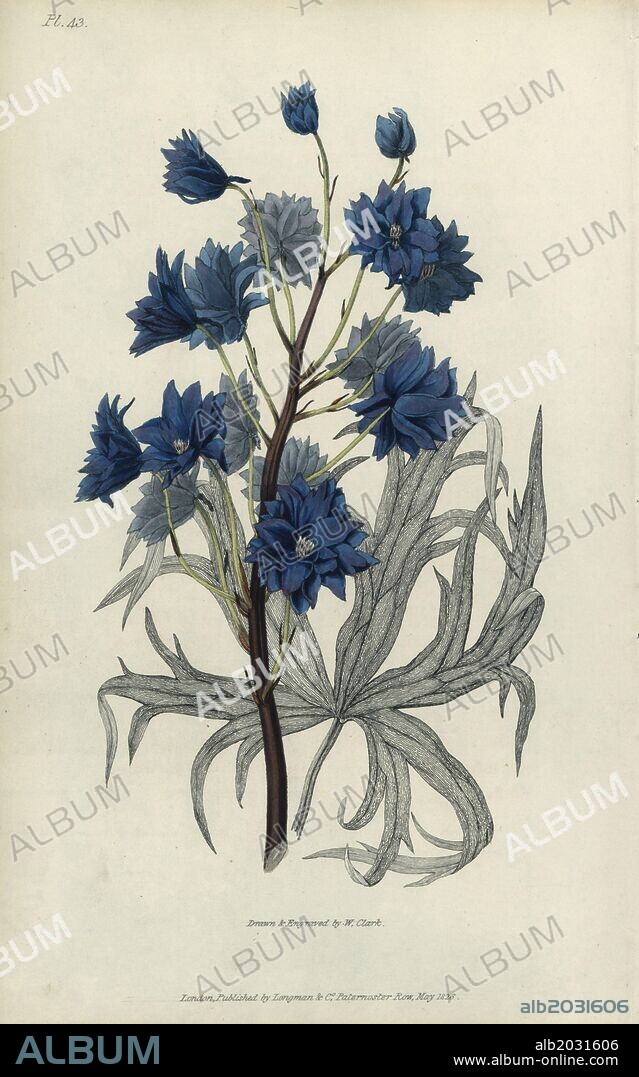Dark purple larkspur, Delphinium elegans pleno. Handcoloured botanical illustration drawn and engraved by William Clark from Richard Morris's "Flora Conspicua" London, Longman, Rees, 1826. William Clark was former draughtsman to the London Horticultural Society and illustrated many botanical books in the 1820s and 1830s.