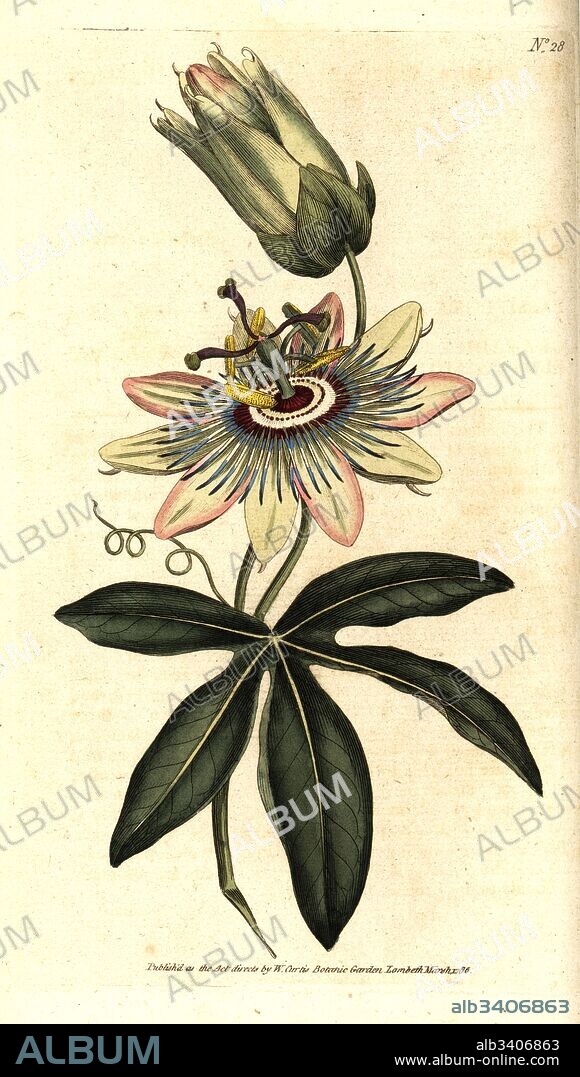Common passionflower, Passiflora caerulea. Handcolured copperplate engraving after a botanical illustration by Sydenham Edwards from William Curtis' The Botanical Magazine, Lambeth Marsh, London, 1786.