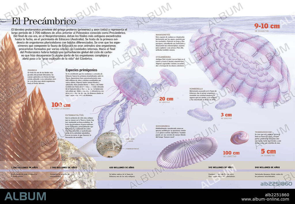El Precámbrico. ?Infografía de los primeros organismos pluricelulares que aparecieron en la Tierra en el período Precámbrico.