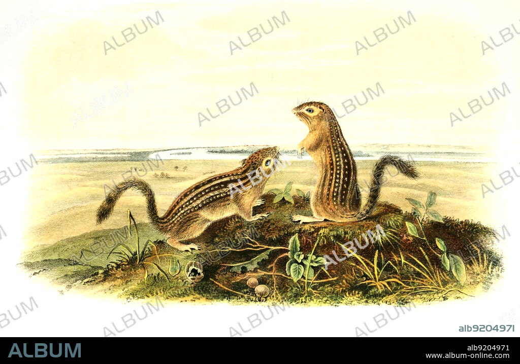 Dreizehnstreifen-Hörnchen, Ictidomys tridecemlineatus, Syn. Spermophilus tridecemlineatus, auch Dreizehnstreifenziesel oder Dreizehnstreifen-Erdhörnchen, Histoisch, digital restaurierte Reproduktion einer Originalvorlage aus dem 19. Jahrhundert, genaues Originaldatum nicht bekannt /thirteen-lined ground squirrel, Ictidomys tridecemlineatus, also known as the striped gopher, leopard ground squirrel, squinney, leopard-spermophile, historical, digital improved reproduction of an original from the 19th century.