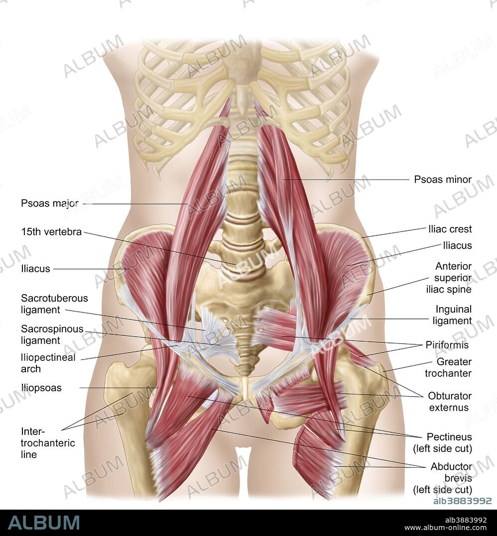 Anatomy of iliopsoa, often referred to as the dorsal hip muscles. These muscles are distinct in the abdomen.