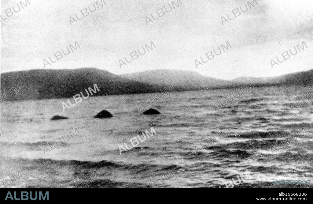MINIMUM FEES FOR LICENSE MAY APPLY please contact requests@topfoto.co.uk Loch Ness Monster: Photograph taken near Whitefield by Lachlan Stuart on 14th July 1951. © TopFoto / Fortean. "On that Saturday, Lachlan Stuart had arisen at about 6:30am to milk his cow on the croft he and his family occupied about 100 feet above Loch Ness at Whitefield which is almost opposite Urquhart Castle. He glanced out at the loch and noticed what he took to be a motor boat heading north up the centre of the loch. However, on further inspection, the object looked more rounded and when a second hump appeared behind it Stuart called to his wife and fellow woodsman Taylor Hay. By the time Hay and Stuart had scrambled through the trees to the shore, the object was now displaying a third hump and had changed direction moving quickly southwards about 50 yards from them. Stuart readied his box camera, saw the three humps in the viewfinder and took a picture. The creature was now moving towards a small promontory further south and a long neck and head had by then surfaced which was generally held parallel to the surface whilst intermittently submerging. The head was described as sheep like but without the ears. The small black dot in front of the left most hump in the photo is said to be the almost submerged head. At one point the creature was close enough to shore to make the witnesses cautiously head back into the trees but the monster eventually headed back to the centre of the loch where it finally submerged head first about 300 yards out. MINIMUM FEES FOR LICENSE MAY APPLY please contact requests@topfoto.co.uk.