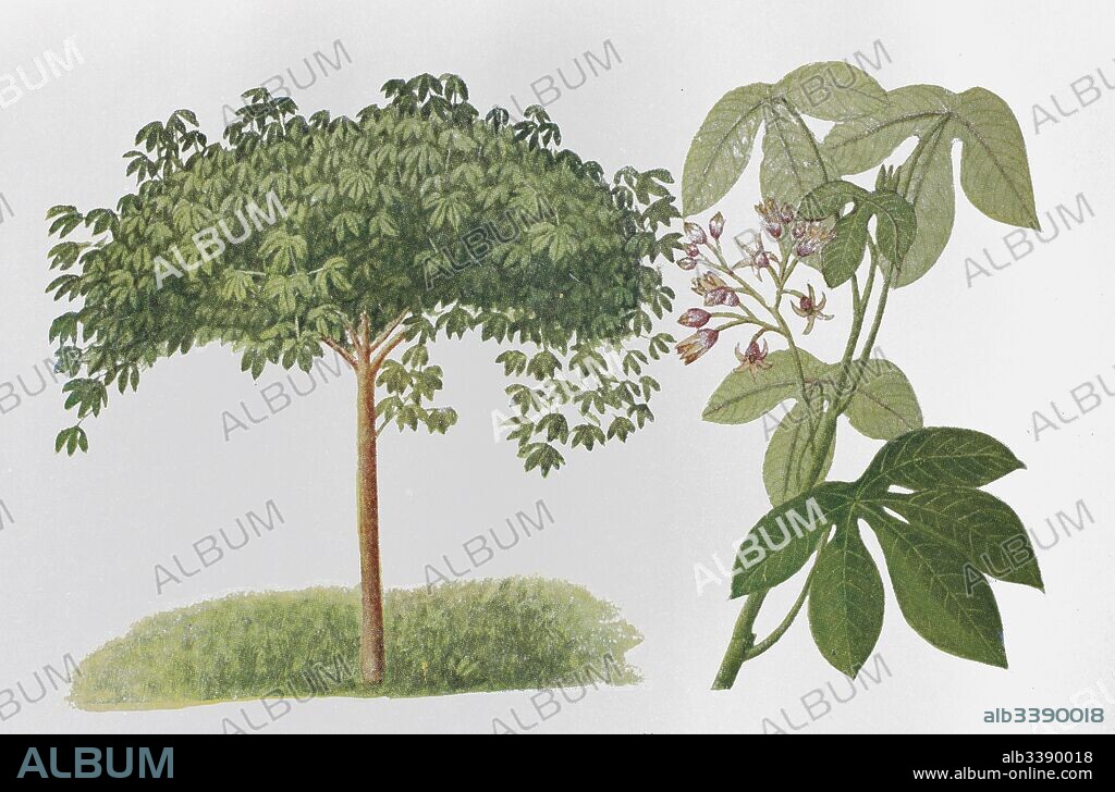 Tree cassava or Ceara rubber tree, Manihot carthaginensis subsp. glaziovii, historical illustration, 1880.