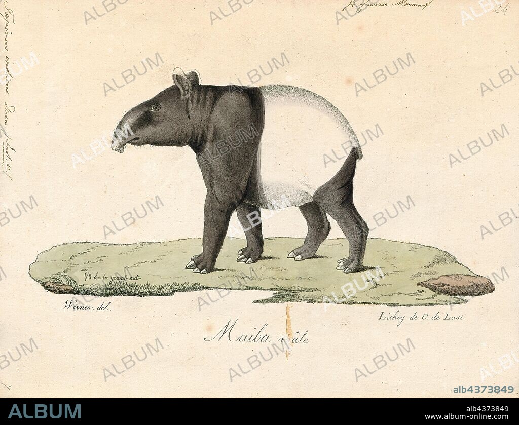 Tapirus indicus, Print, The Malayan tapir (Tapirus indicus), also called the Asian tapir, Asiatic tapir, Oriental tapir, Indian tapir, or piebald tapir, is the largest of the five species of tapir and the only one native to Asia. The scientific name refers to the East Indies, the species' natural habitat. In the Malay language, the tapir is commonly referred to as cipan, tenuk or badak tampung., 1700-1880.