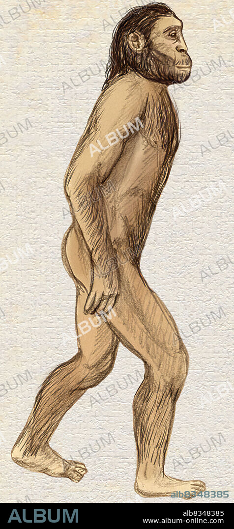 Homo rudolfensis was a little taller 5 feet (1.5 m) on averageand had a larger skull than Homo habilis. He also walked more upright and more efficiently.