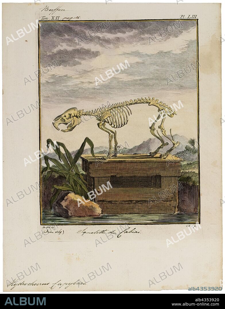 Hydrochoerus capybara, Print, The capybara (Hydrochoerus hydrochaeris) is a mammal native to South America. It is the largest living rodent in the world. Also called chigüire, chigüiro (in Colombia and Venezuela) and carpincho, it is a member of the genus Hydrochoerus, of which the only other extant member is the lesser capybara (Hydrochoerus isthmius). Its close relatives include guinea pigs and rock cavies, and it is more distantly related to the agouti, the chinchilla, and the coypu. The capybara inhabits savannas and dense forests and lives near bodies of water. It is a highly social species and can be found in groups as large as 100 individuals, but usually lives in groups of 10–20 individuals. The capybara is not a threatened species but it is hunted for its meat and hide and also for grease from its thick fatty skin, which is used in the pharmaceutical trade., skeleton.