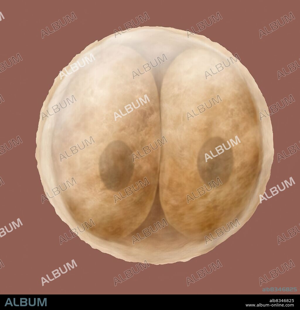 The zygote is the cell resulting from the fertilization. It contains 46 chromosomes, half of which are contributed by an ovum and the other half by a sperm cell. Some 24 hours after fertilization, the zygote divides into two identical cells, which will continue to divide for 3 to 4 days before migrating towards the uterine cavity.