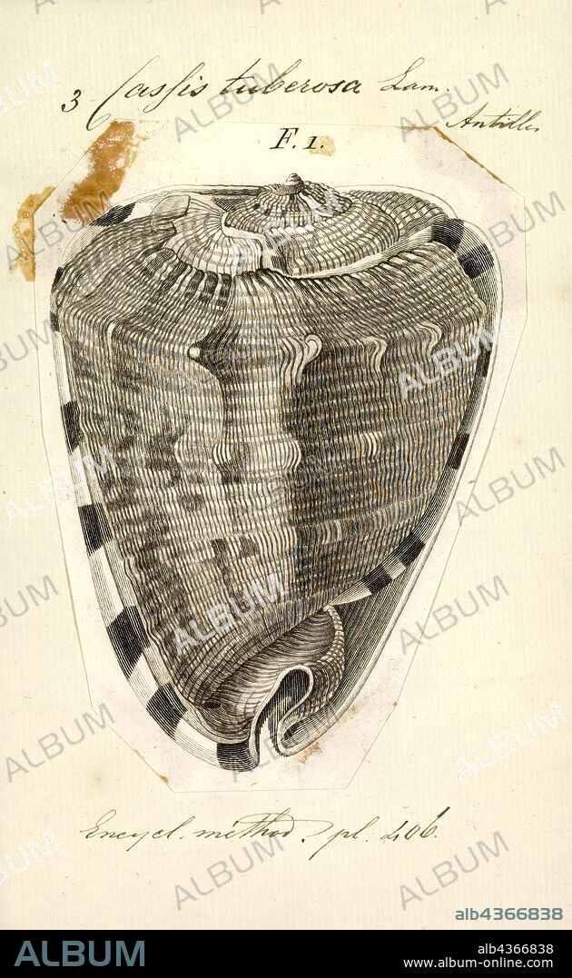 Cassis tuberosa, Print, Cassis tuberosa, the king helmet, is a species of very large sea snail with a solid, heavy shell, a marine gastropod mollusc in the family Cassidae, the helmet shells and their allies.