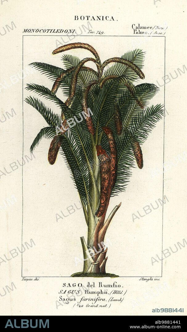 True sago palm, Metroxylon sagu. (Sagus rumphii, Sagus farinifera, Sago del rumfio.) Handcoloured copperplate stipple engraving from Antoine Laurent de Jussieu's Dizionario delle Scienze Naturali, Dictionary of Natural Science, Florence, Italy, 1837. Illustration engraved by Corsi, drawn and directed by Pierre Jean-Francois Turpin, and published by Batelli e Figli. Turpin (1775-1840) is considered one of the greatest French botanical illustrators of the 19th century.
