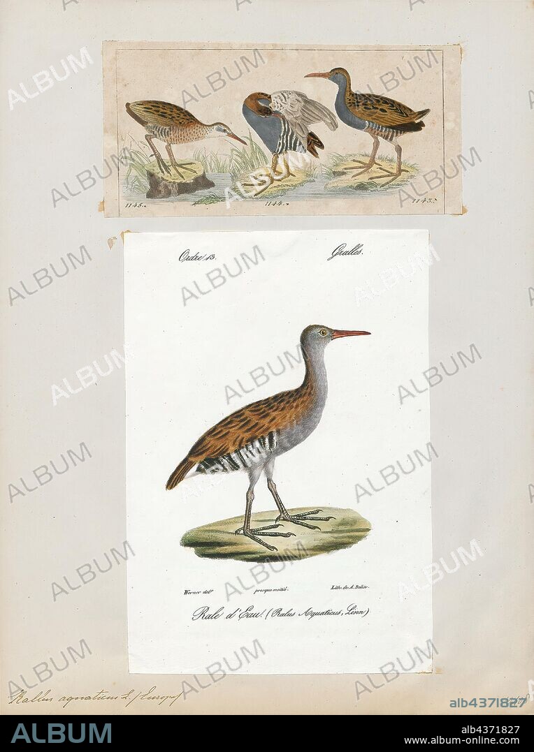 Rallus aquaticus, Print, The water rail (Rallus aquaticus) is a bird of the rail family which breeds in well-vegetated wetlands across Europe, Asia and North Africa. Northern and eastern populations are migratory, but this species is a permanent resident in the warmer parts of its breeding range. The adult is 23–28 cm (9–11 in) long, and, like other rails, has a body that is flattened laterally, allowing it easier passage through the reed beds it inhabits. It has mainly brown upperparts and blue-grey underparts, black barring on the flanks, long toes, a short tail and a long reddish bill. Immature birds are generally similar in appearance to the adults, but the blue-grey in the plumage is replaced by buff. The downy chicks are black, as with all rails. The former subspecies R. indicus, has distinctive markings and a call that is very different from the pig-like squeal of the western races, and is now usually split as a separate species, the brown-cheeked rail., 1700-1880.