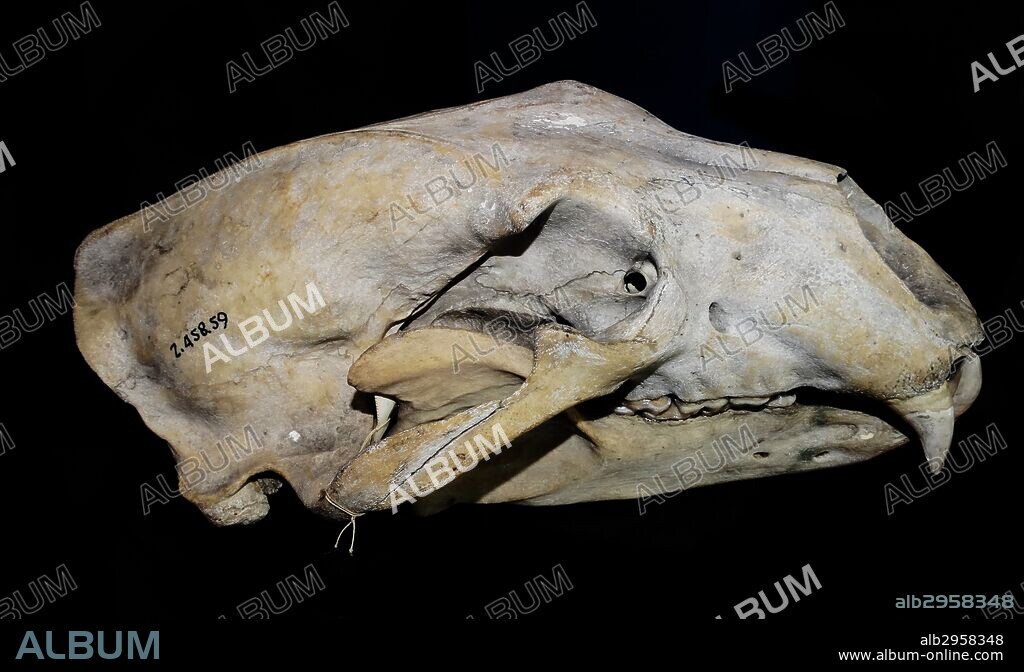 Polar bear skull. Polar bears are dangerous predators with sharp fangs and an appetite for seal meat. 2014.