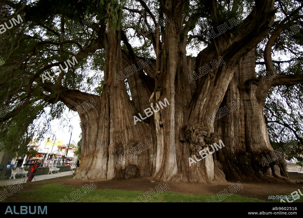 Árbol de el Tule. (ahuehuete).Oaxaca .México.