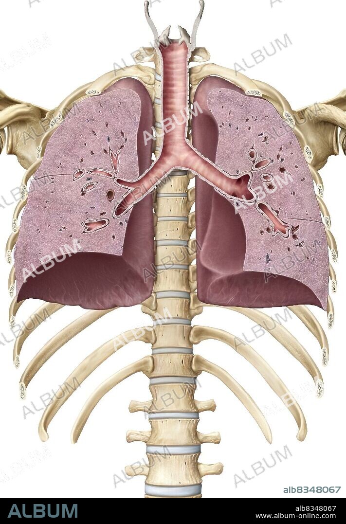 This image shows a cross section of the trachea and the lungs, in their places in the upper body.