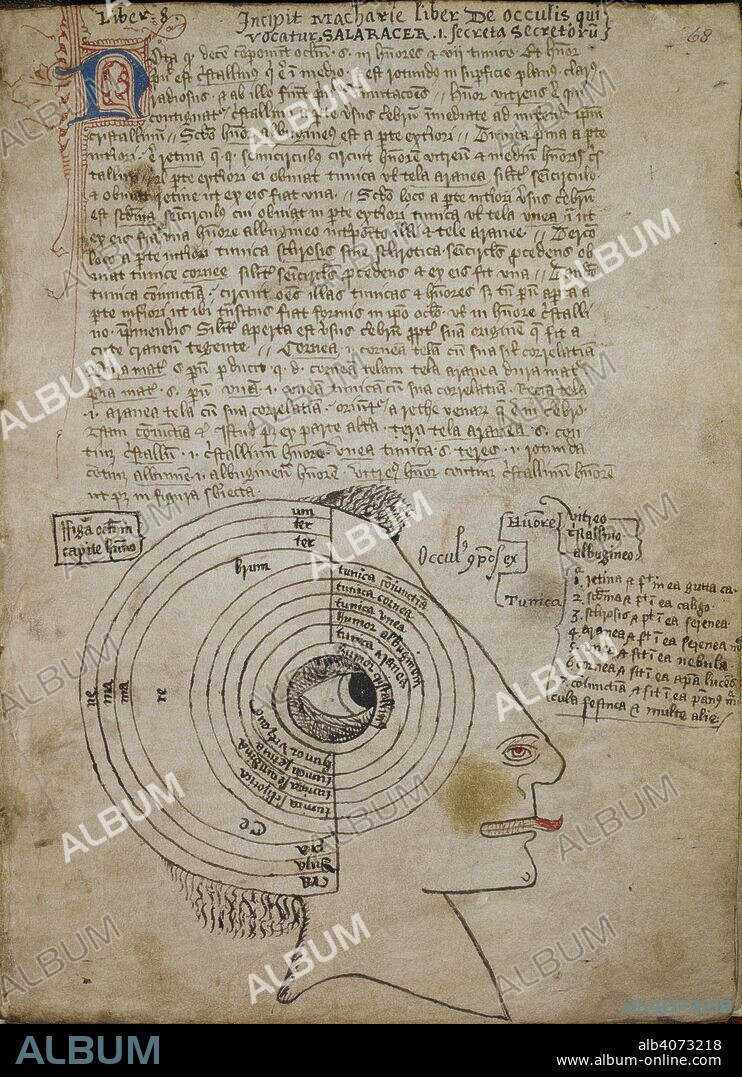 Representation of the seven tunics and three humours of the eye, with parts of the head. Book of Macharias on the eye. Late 14th-early 15th century. Source: Sloane 981, f.68. Language: Latin.
