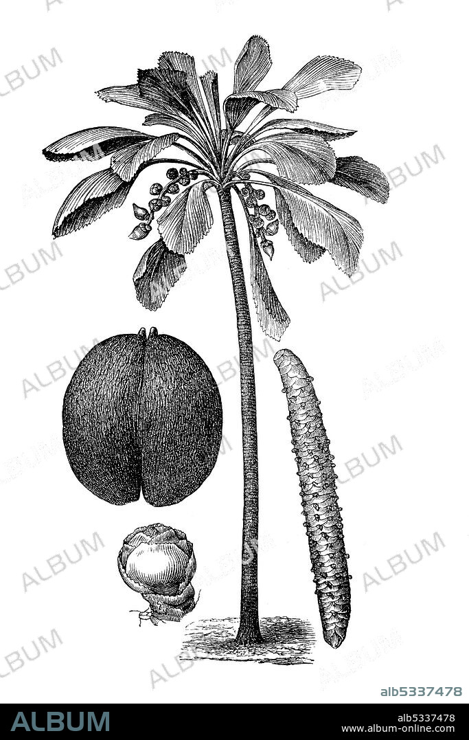 Palms, coco de mer, Lodoicea maldivica, or Seychelles, with male spadix, female flower and fruit, woodcut from 1880  /   Palmen, Seychellenpalme, Seychellennuss, mit männlichem Blütenkolben, weiblicher Blüte und Frucht, Holzschnitt aus dem Jahre 1880, Historisch, historical, digital improved reproduction of an original from the 19th century / digitale Reproduktion einer Originalvorlage aus dem 19. Jahrhundert,.
